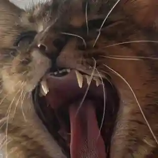 Showing Teeth lansează piesa A Fate Worse Than Loneliness