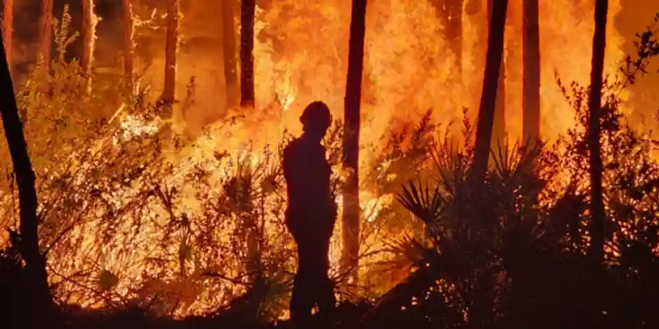Festivalul Forever Wildland va avea loc în noiembrie la Los Angeles