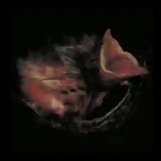 Gurriers lansează albumul „Nobody’s Coming To Save You”